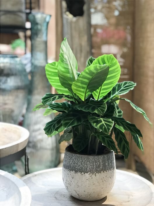 Calathea zebrina