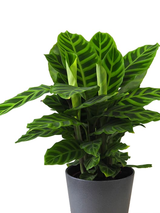 Calathea zebrina