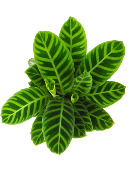 Calathea zebrina