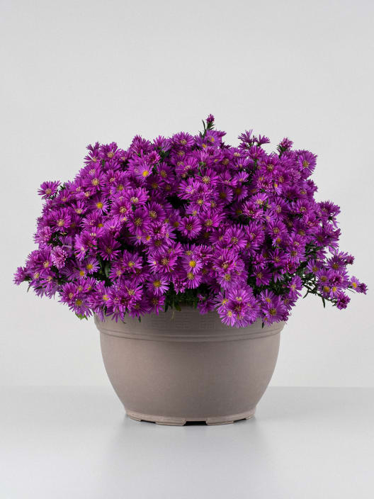Aster novi-belgii