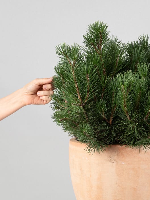 Pinus mugo (Pino enano)