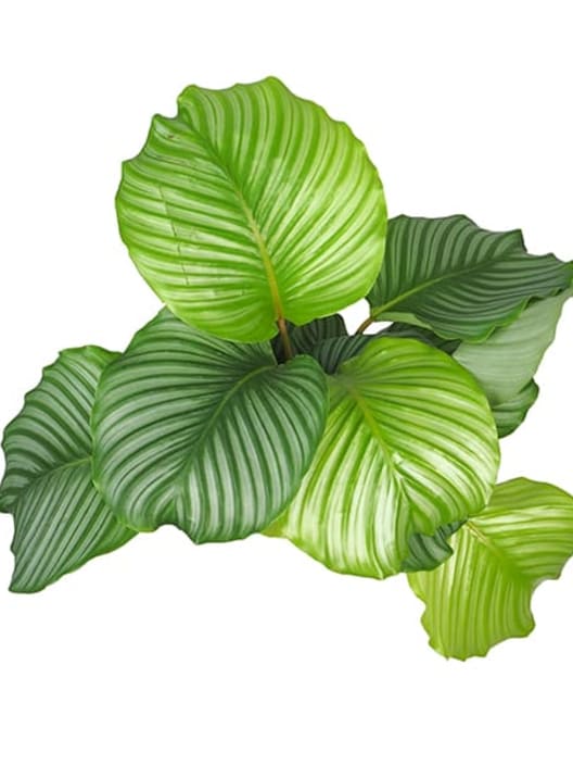 Calathea orbifolia