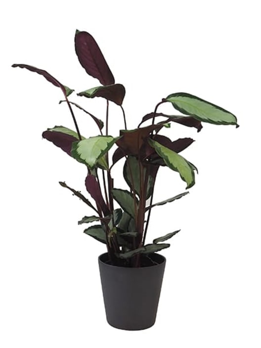 Calathea picturata 'Argentea'