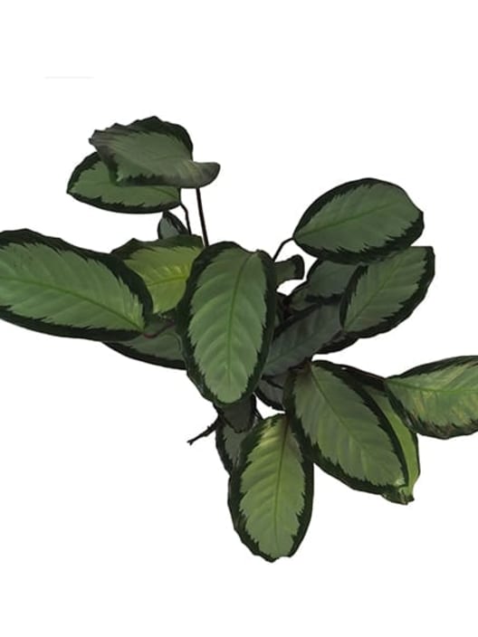 Calathea picturata 'Argentea'