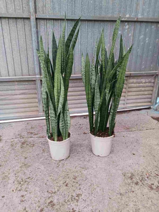 Sansevieria zeylanica