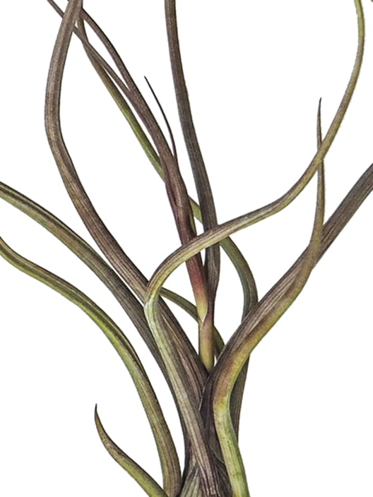 Tillandsia pseudobaileyi