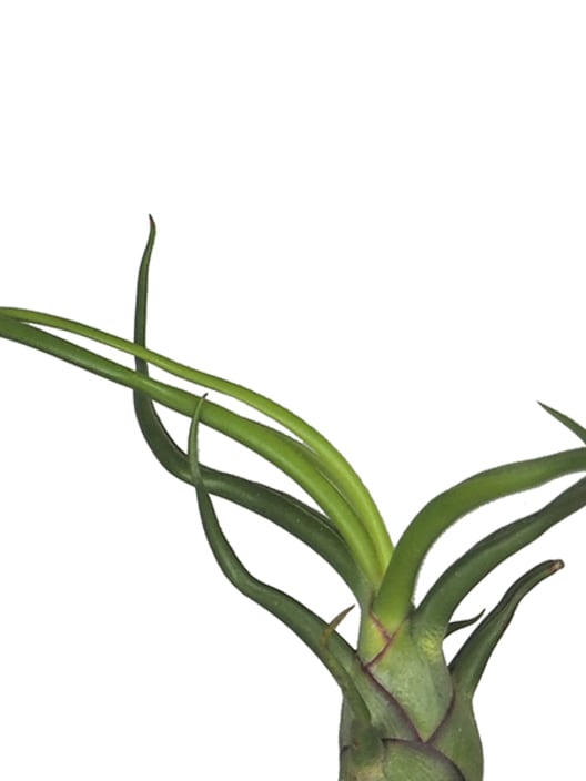 Tillandsia bulbosa