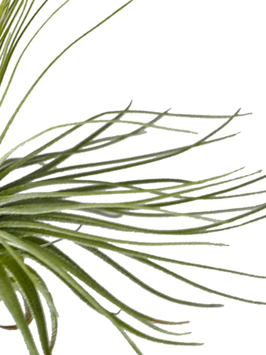 Tillandsia magnusiana