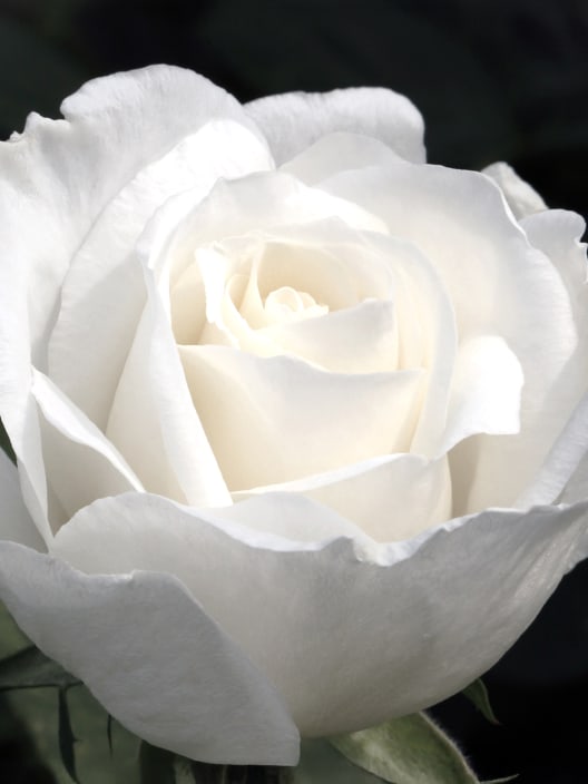 Rosal 'Alba García'