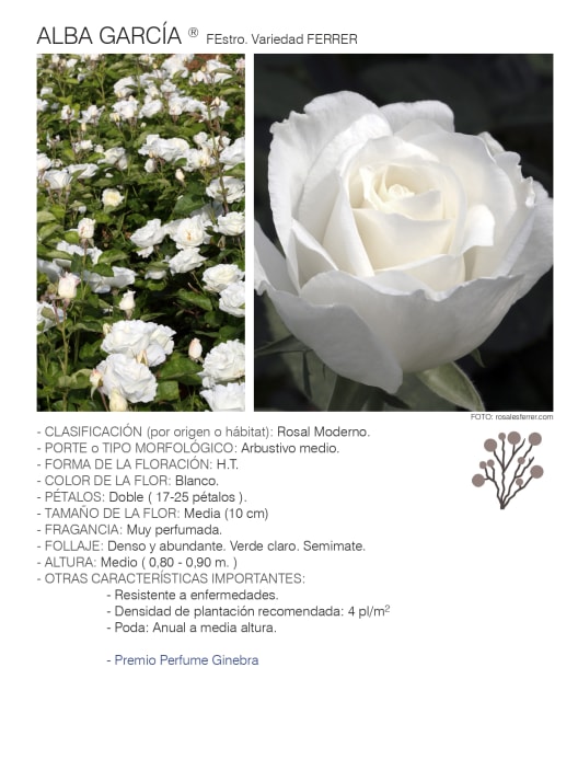 Rosal 'Alba García'