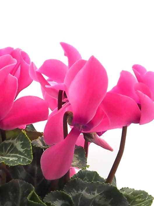 Cyclamen rosa