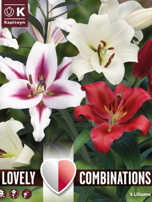 Bulbos lilium ot mix colores 5uds