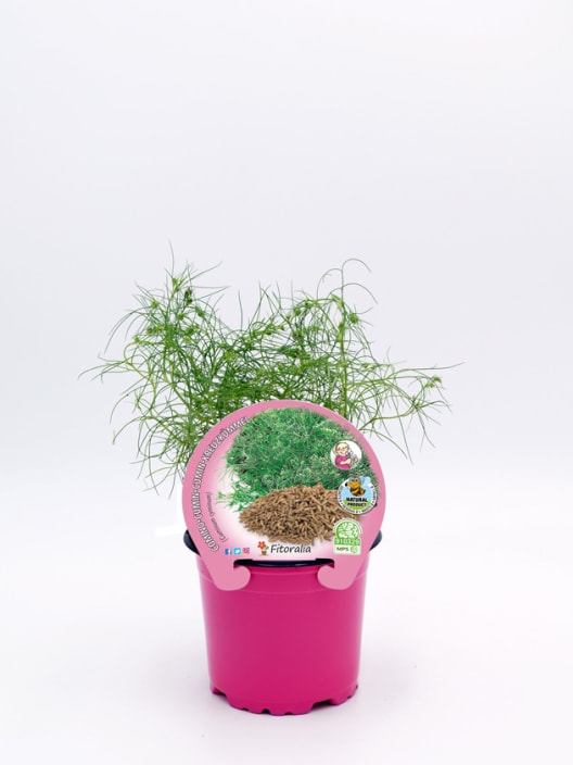 Comino (Cuminum cyminum) - Planta aromática