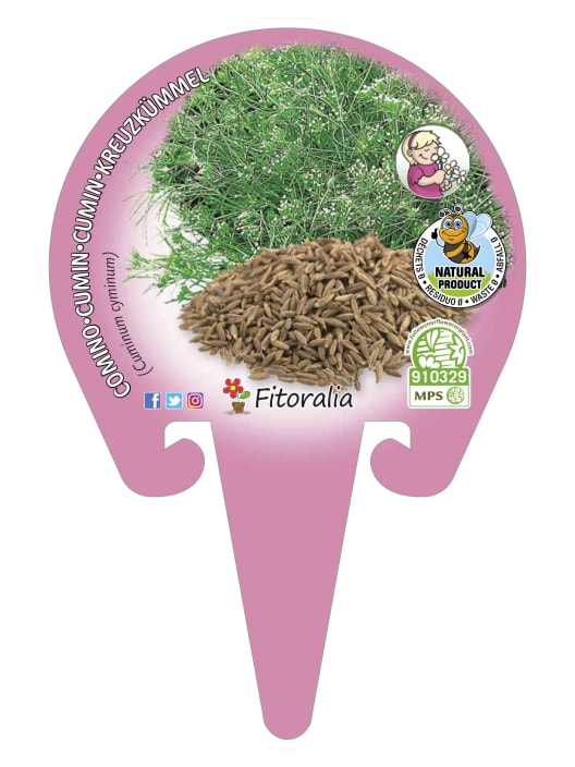 Comino (Cuminum cyminum) - Planta aromática