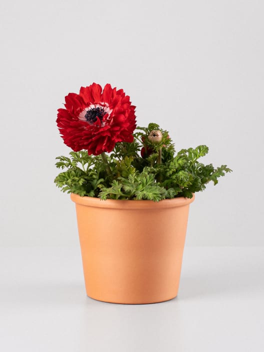 Anemone coronaria (Anémona de flor)