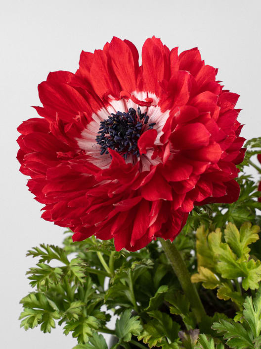 Anemone coronaria (Anémona de flor)