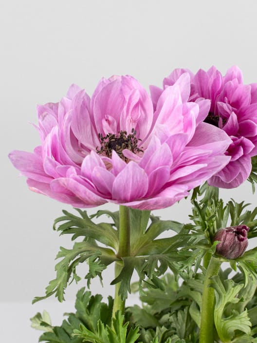 Anemone coronaria (Anémona de flor)
