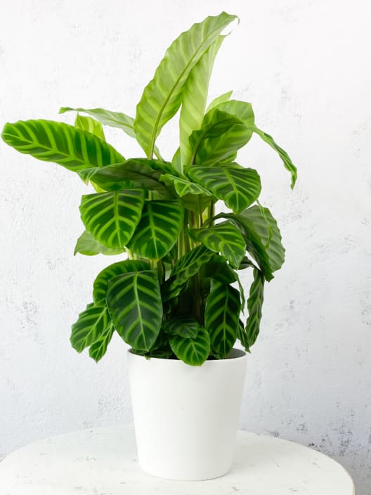 Calathea zebrina