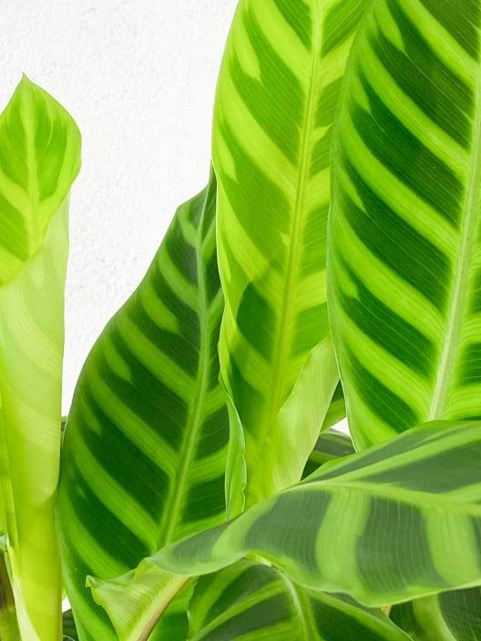 Calathea zebrina