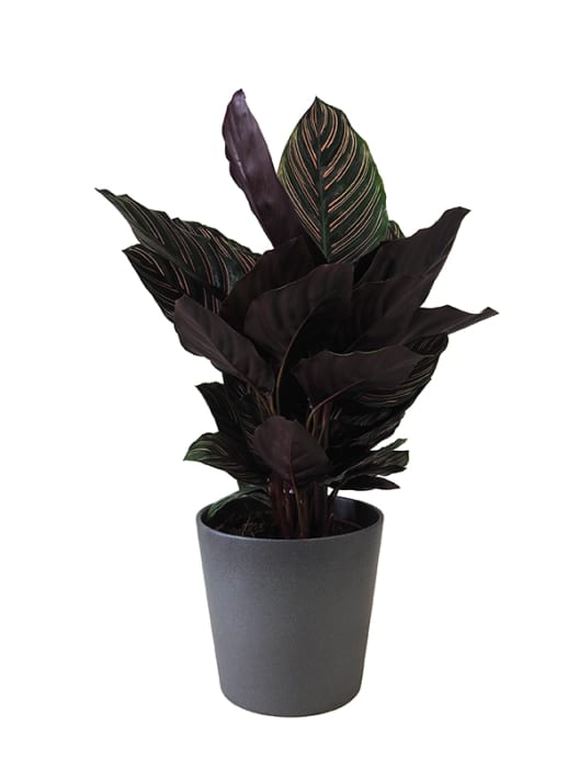 Calathea ornata 'Sanderiana'