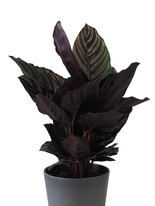 Calathea ornata 'Sanderiana'