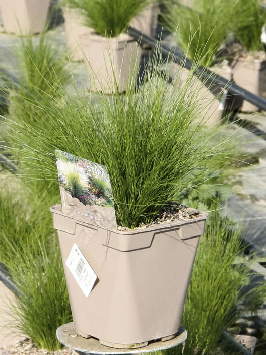 Gramínea Stipa tenuissima 'Pony Tails'