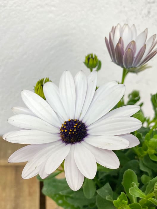 Margarita Africana Dimorphoteca Blanca