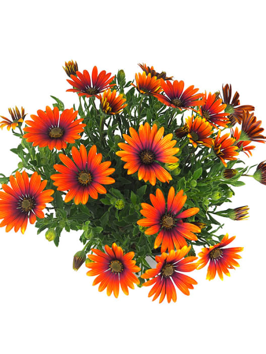 Margarita Africana Dimorphoteca Naranja