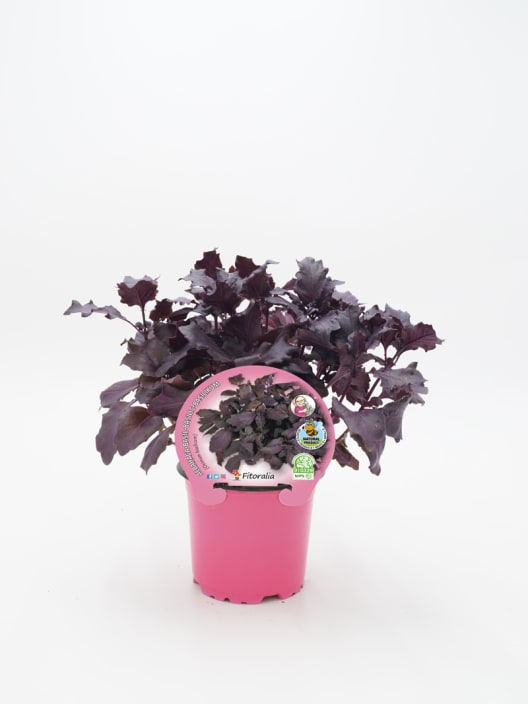 Albahaca purpura - Planta aromática