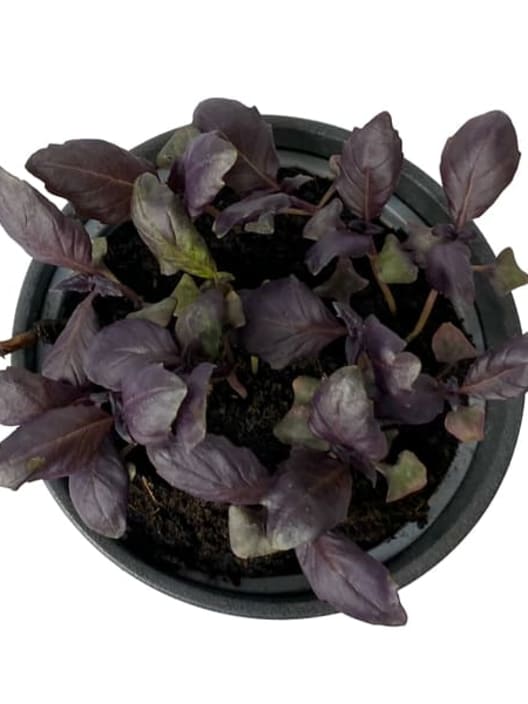 Albahaca purpura - Planta aromática