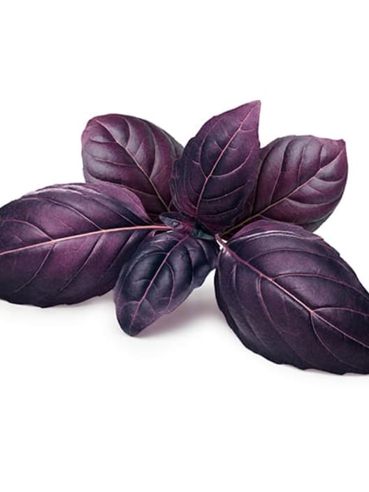 Albahaca purpura - Planta aromática