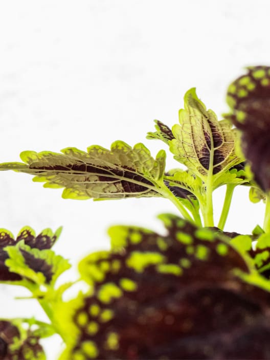 Plectranthus scutellarioides (Coleos, Solenostemon)