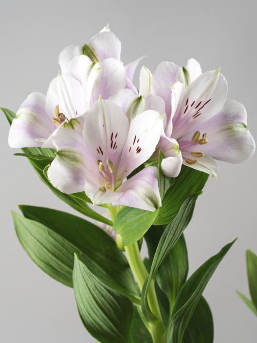 Alstroemeria (colores variados)