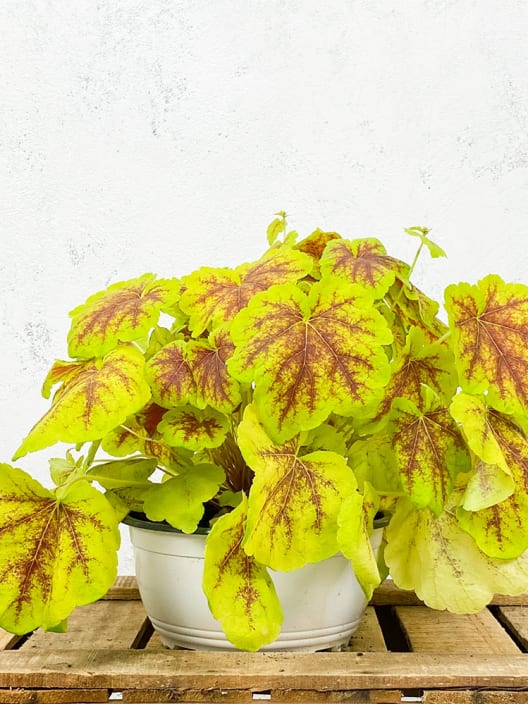 Heucherella hybrida solar eclipse
