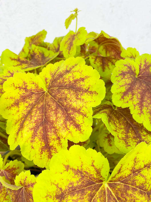 Heucherella hybrida solar eclipse