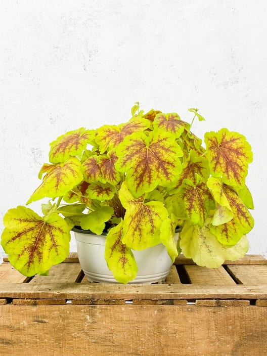 Heucherella hybrida solar eclipse