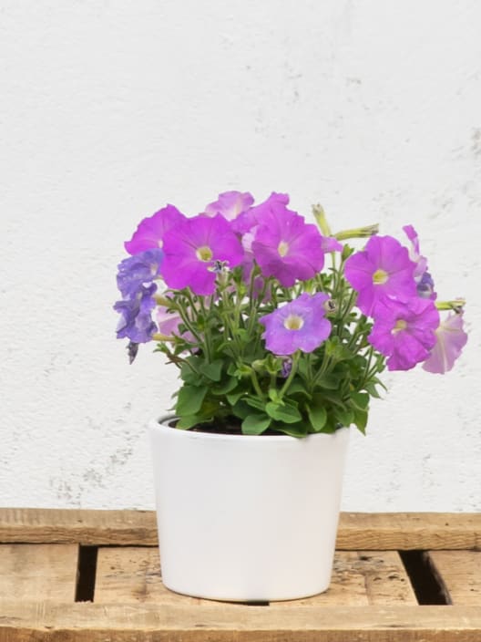 Petunia 'Milliflora'