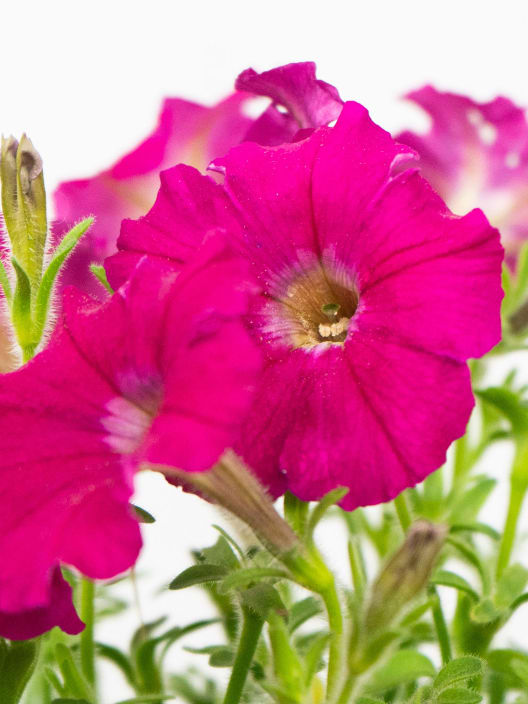 Petunia 'Milliflora'