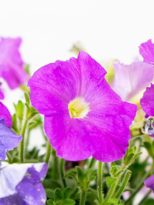Petunia 'Milliflora'