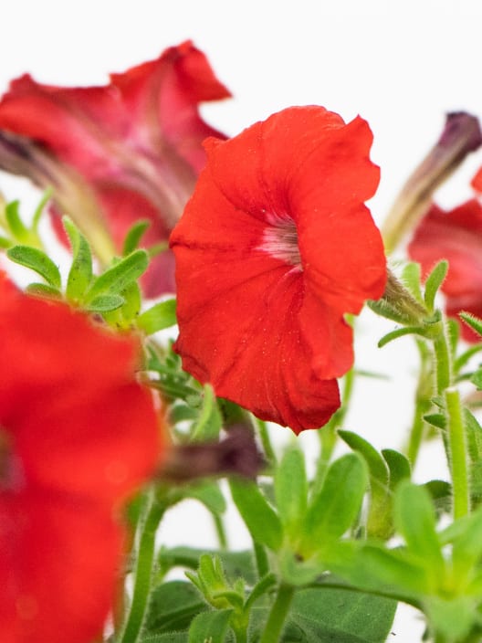 Petunia 'Milliflora'