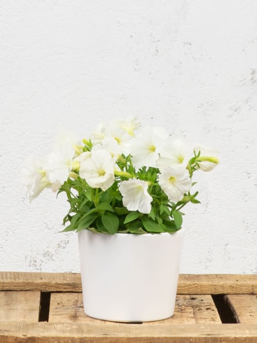 Petunia 'Milliflora'