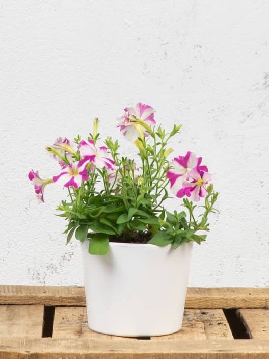 Petunia 'Milliflora'