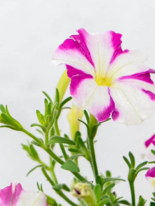 Petunia 'Milliflora'