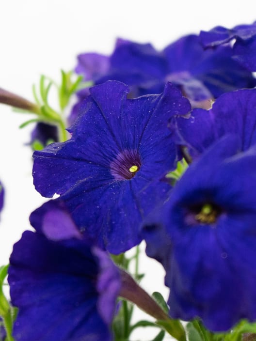 Petunia 'Milliflora'