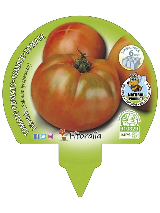 Tomate Ensalada Híbrido - Pack de 6 plantas de huerto