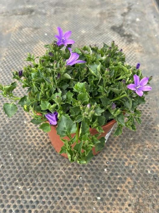 Campanula portenschlagiana
