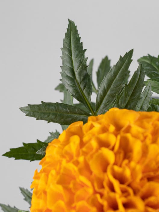 Tagetes erecta (Clavel de la india)