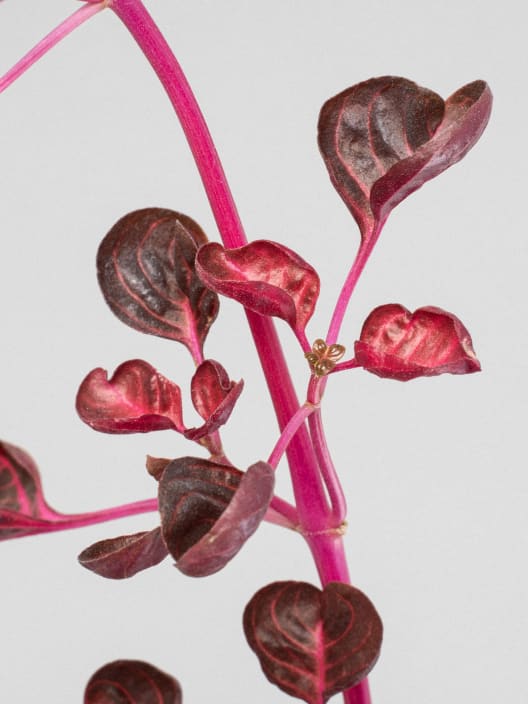 Achyranthes acuminata