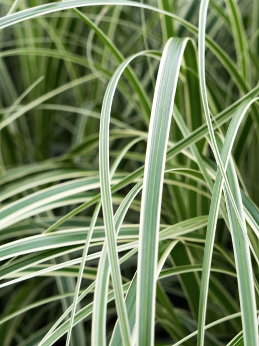 Gramínea Carex 'Feather Falls'