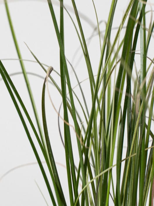 Gramínea Carex solandri